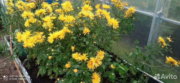 Хризантема желтая, Ф12см