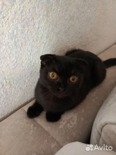 Вислоухая кошка