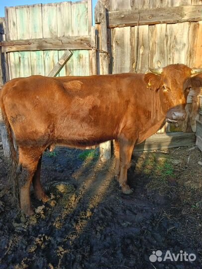 Корова дойная