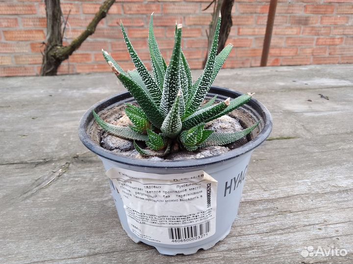 Цветы комнатные