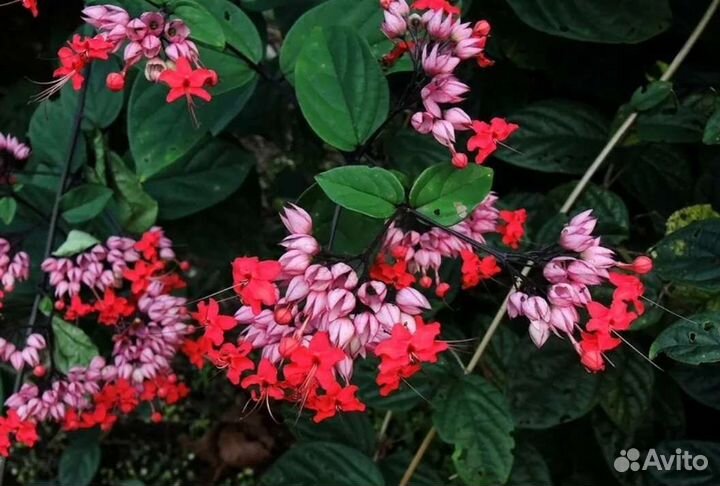 Клеродендрум специозум, г-жи Томсон. Аглаонема