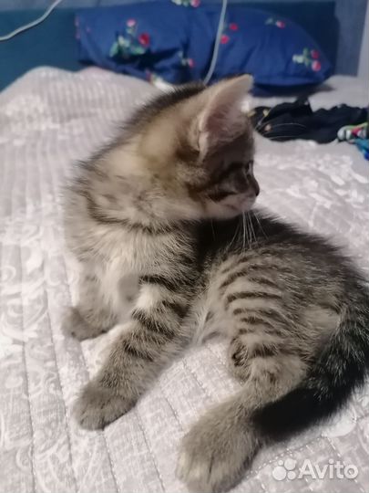 Котенок девочка