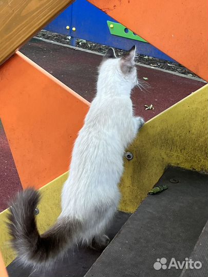 Невская маскарадная