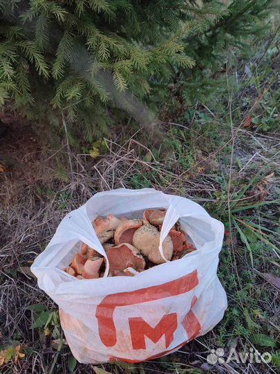 Грибы рыжики свежие