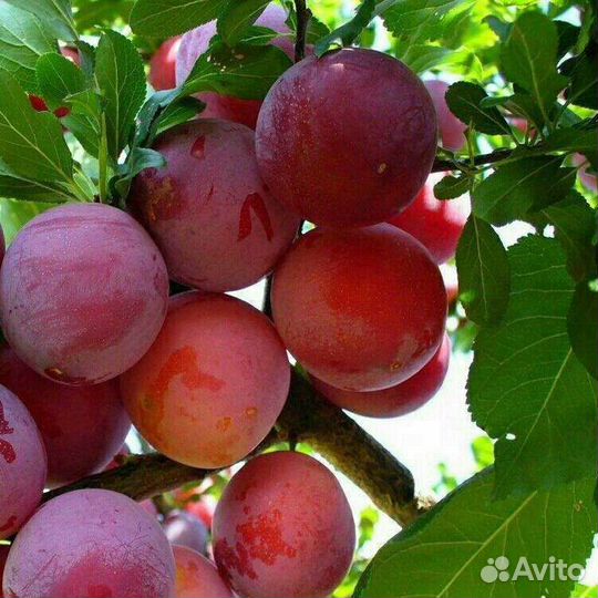 Слива алыча