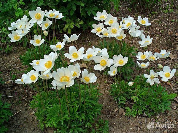 Барвинок, лён,анемона белая,гайлардия,энотера