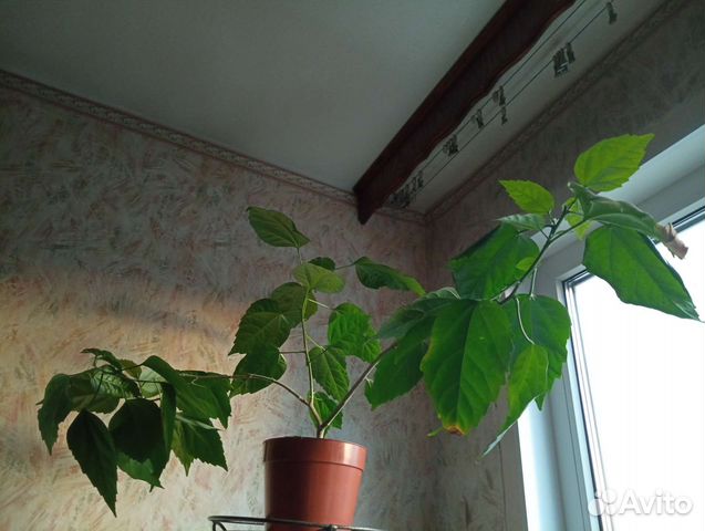 Гибискус, китайская роза