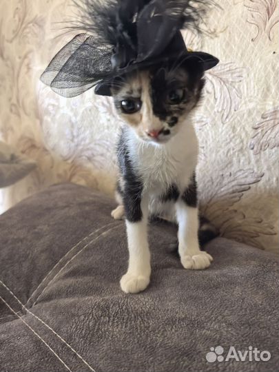 Котята