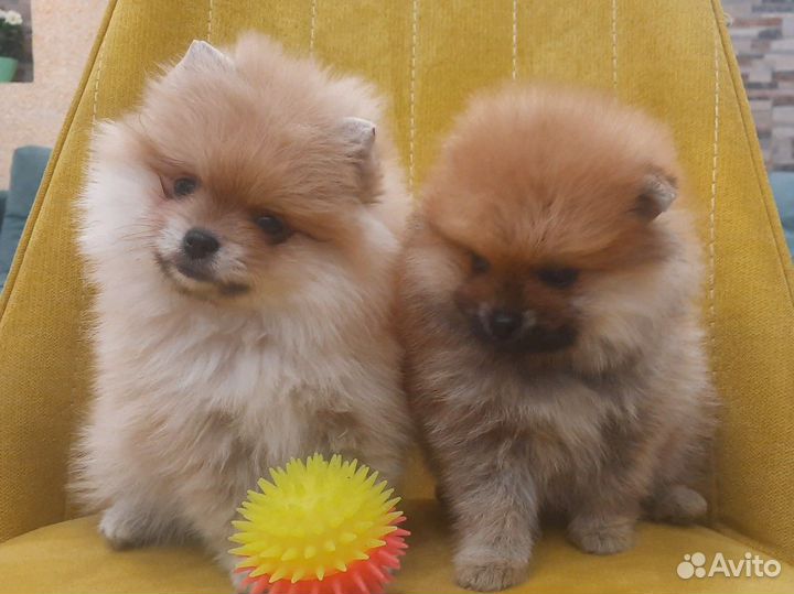 Шпицульки красатульки