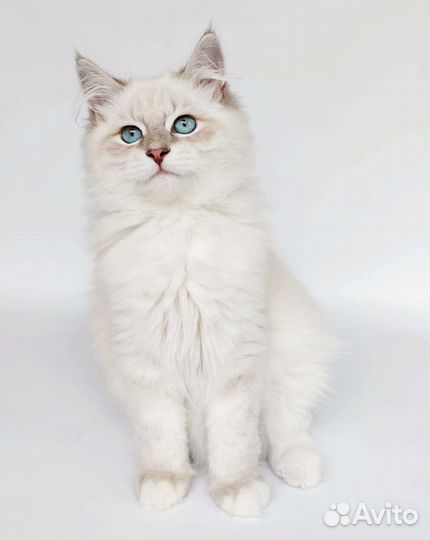 Невский маскарадный кот