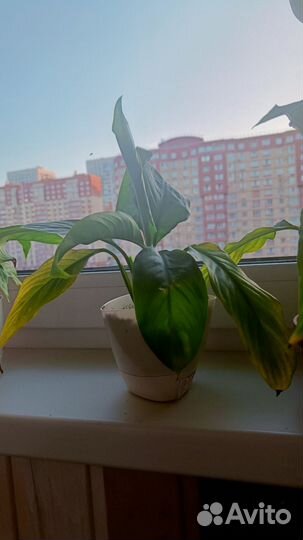 Спатифиллум