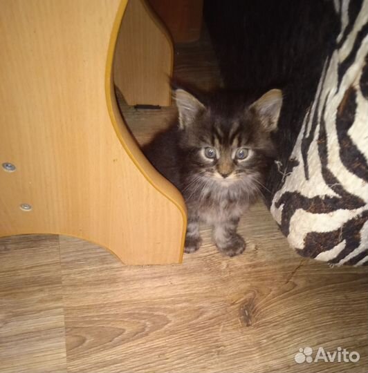 Котята мейн-кун