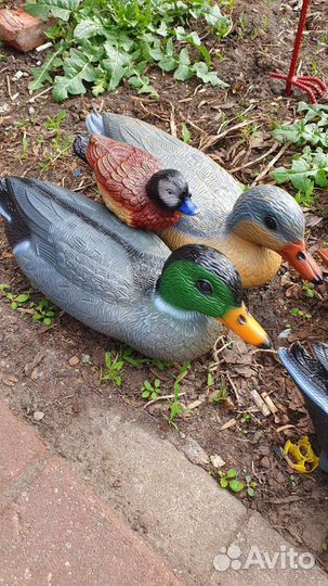 Подсадные утки