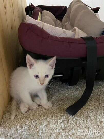 Котенок в добрые руки