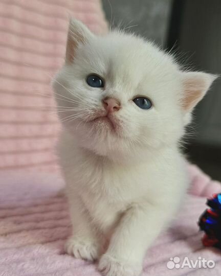 Шотландские котята