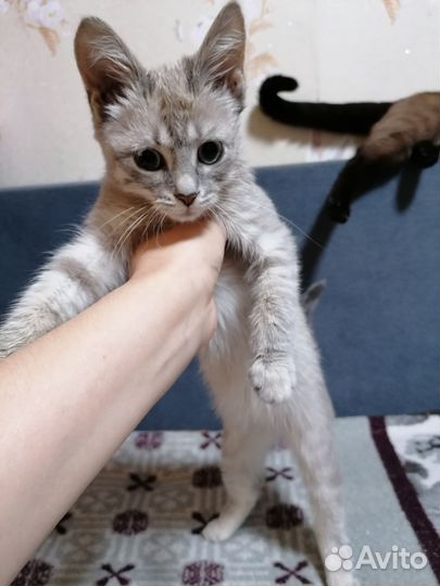 Кошечка ищет дом