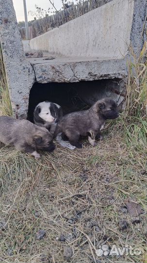 Отдам бесплатно щенки