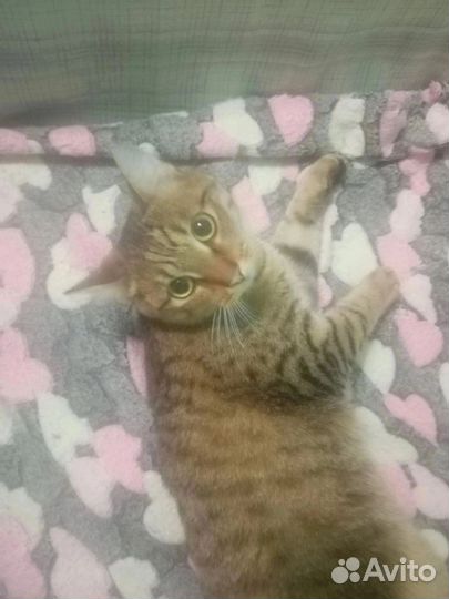 Два братика Яша и Барсик ищут дом