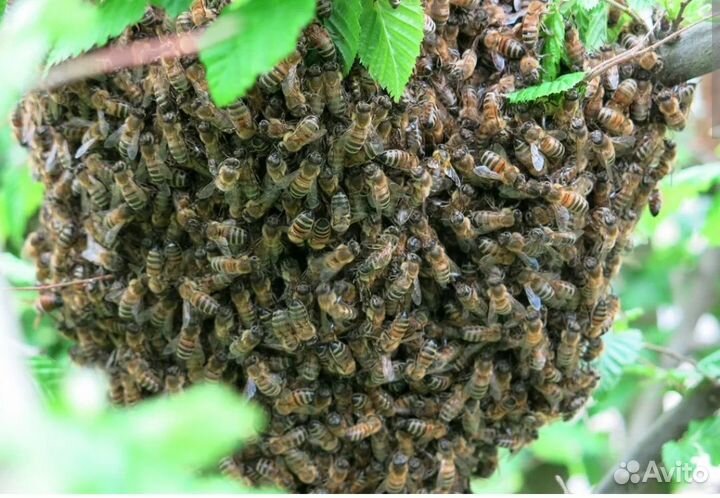 Пчелиный рой