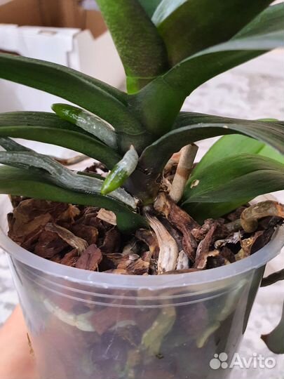 Орхидея фаленопсис биг лип калейдоскоп