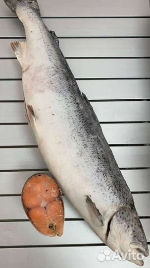 Рыба Лосось, Семга, Чавыча