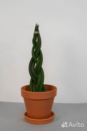 Сансевиерия цилиндрика