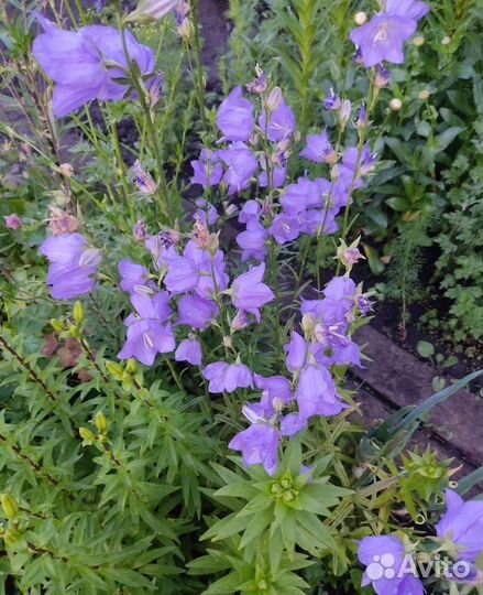 Колокольчик