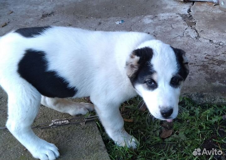 Алабая в хорошие, добрые руки