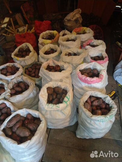 Продам картофель