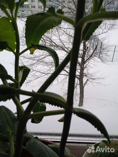 Каланхоэ лечебное