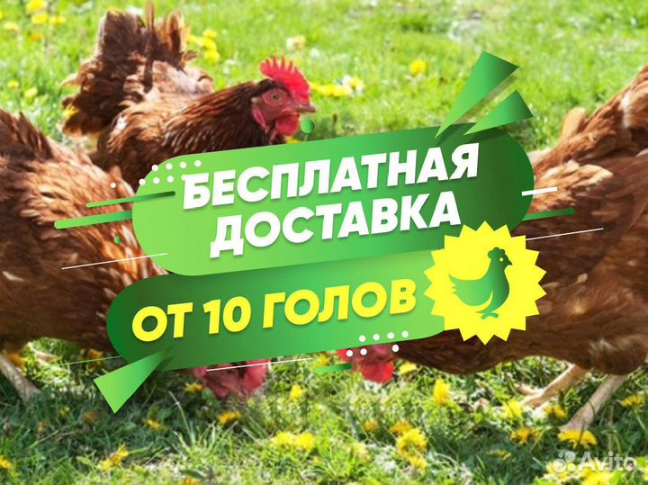 Куры молодки молодые несушки
