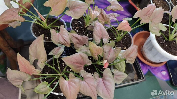 Сингониум малиновый крем