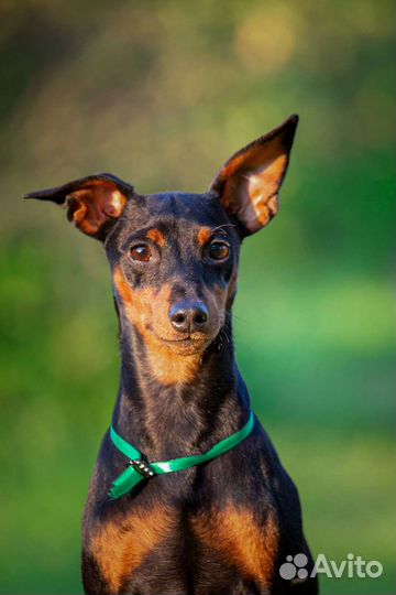 Кобель цвергпинчер щенки