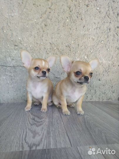 Мини чихуахуа
