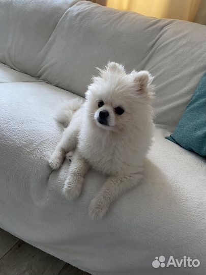 Померанский шпиц вязка кобель