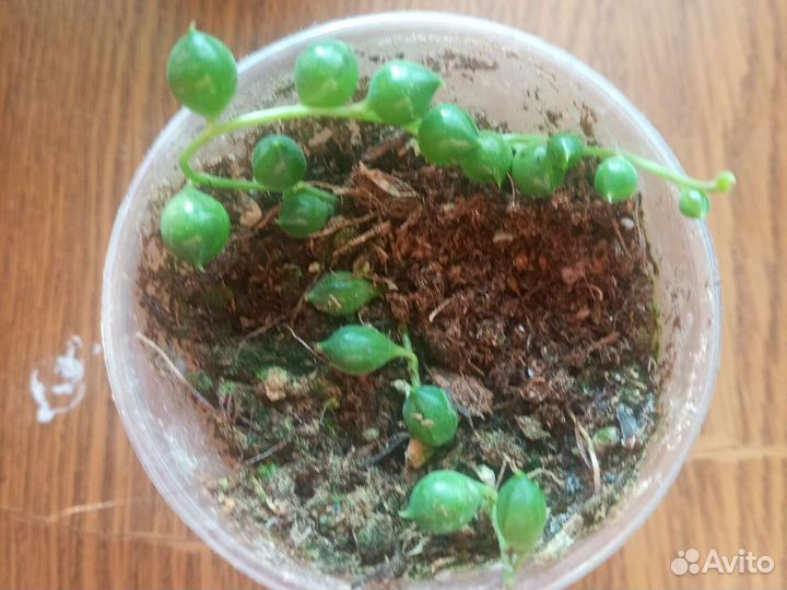 Крестовник роули вариегатный