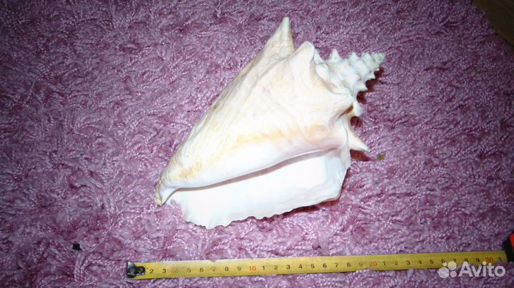 Большая океанская ракушка