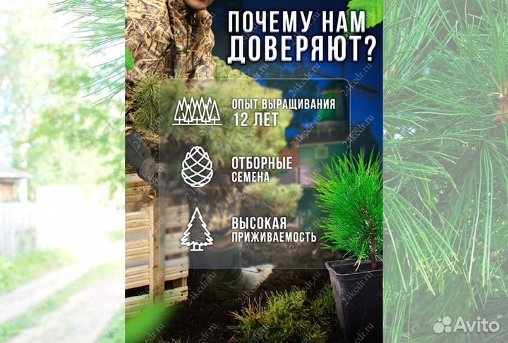 Саженцы кедра