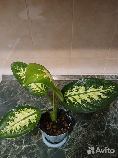 Диффенбахия