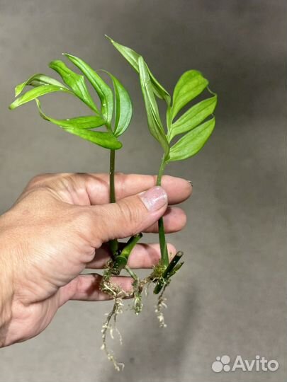 Монстера субпината / монстера тонкая