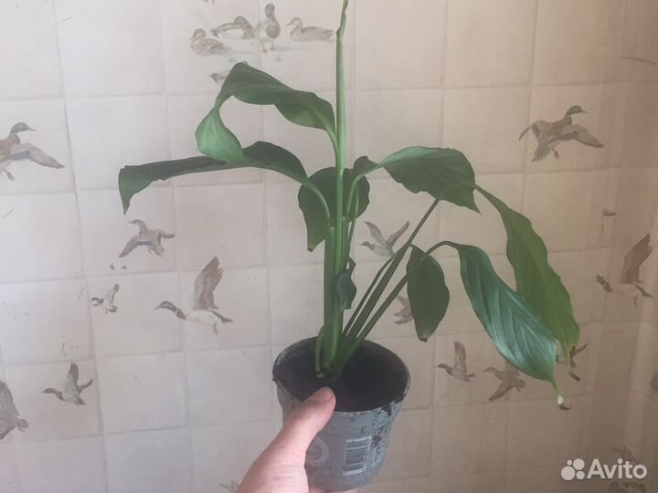 Спатифиллум - женское счастье