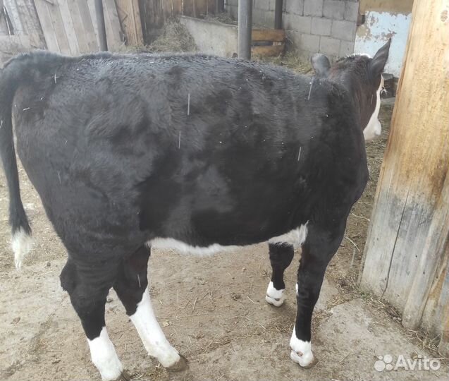 Телочка 2,5 месяца