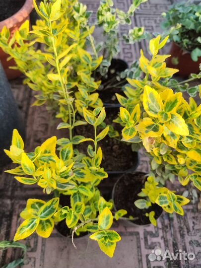 Бересклет почвопокровный