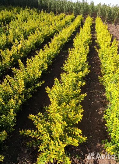 Бирючина ауреа