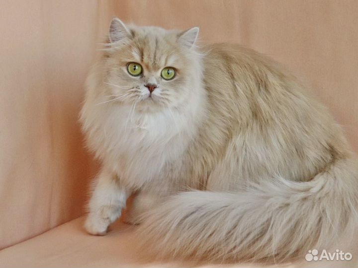 Золотая лиловая британская девочка