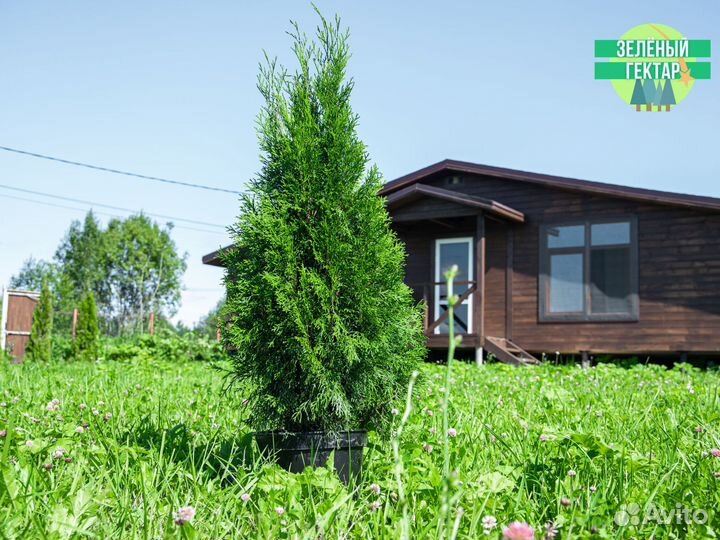 Туя смарагд 100 см свежая копка 2023