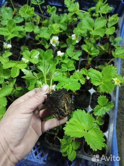 Саженцы клубники ремонтантной Мурано