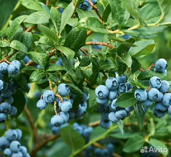 Плодоносящие кустарники