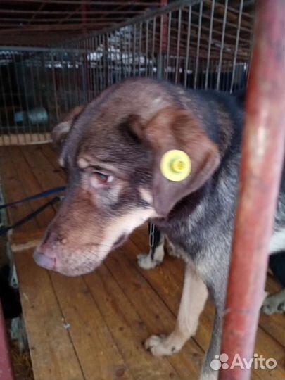 Собака Шелл ищет дом