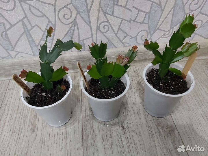 Декабрист (Шлюмбергера)